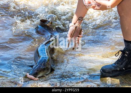 Les anguilles sont des poissons allongés à nageoires rayonnées appartenant à l'ordre des Anguilliformes . Principalement nocturnes et prédateurs le sang d'anguille est toxique pour les humains et d'autres mammifères Banque D'Images