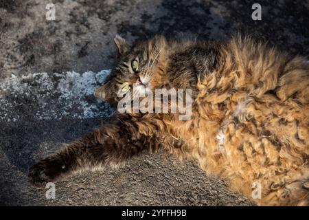 Gros chat moelleux allongé sur la route. Banque D'Images