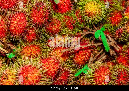 Un grand arbre à feuilles persistantes, il porte de petits fruits sucrés charnus. L'extérieur du fruit est une coquille molle rose-rouge à texture rugueuse. C'est un arbre tropical na Banque D'Images