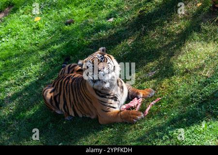 Le tigre est la plus grande espèce de chat vivant et un membre du genre Panthera. Il est plus reconnaissable pour ses rayures verticales foncées sur la fourrure orange wi Banque D'Images
