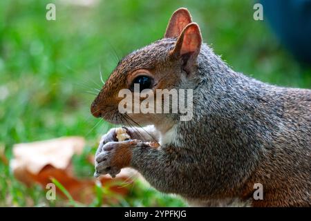 Les écureuils sont membres de la famille des Sciuridae la famille des écureuils comprend les écureuils des arbres, les écureuils terrestres (y compris les tchoumunks et les chiens de prairie, Am Banque D'Images