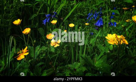 De nombreuses fleurs sauvages jaunes et bleues sont montrées. Les plantes poussent dans une parcelle dense d'herbe. Banque D'Images