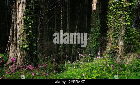 Une forêt tranquille avec des fleurs vibrantes fleurissant au niveau du sol, entourée de grands arbres couverts de lierre. La lumière du soleil filtre à travers le feuillage, creati Banque D'Images