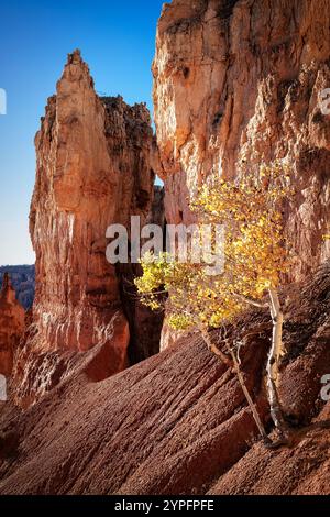 Quelques trembles résistants se dressent comme des accents dorés contre le paysage accidenté du parc national de Bryce Canyon. Banque D'Images