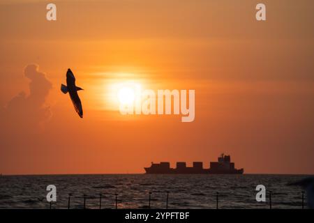 Mouette silhouette volant au-dessus de la mer tandis que le cargo naviguant sur la mer pendant le coucher du soleil Banque D'Images