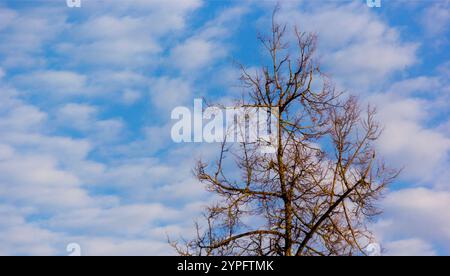 La couronne d'un arbre sans feuilles contre un ciel bleu avec des nuages blancs Banque D'Images