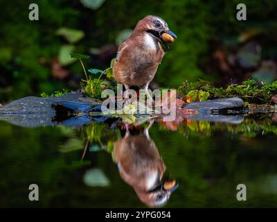 Aberystwyth, Ceredigion, pays de Galles, Royaume-Uni. 30 novembre 2024. Le temps est devenu froid et humide à nouveau encourageant la vie des oiseaux à venir aux mangeoires. J'ai caché quelques glands au bord d'une piscine en sautant un jay les trouverait et à ma grande joie, ils l'ont fait. Crédit : Phil Jones/Alamy Live News Banque D'Images