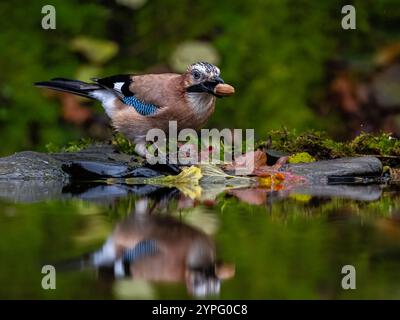 Aberystwyth, Ceredigion, pays de Galles, Royaume-Uni. 30 novembre 2024. Le temps est devenu froid et humide à nouveau encourageant la vie des oiseaux à venir aux mangeoires. J'ai caché quelques glands au bord d'une piscine en sautant un jay les trouverait et à ma grande joie, ils l'ont fait. Crédit : Phil Jones/Alamy Live News Banque D'Images