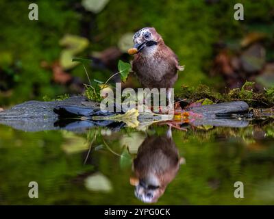 Aberystwyth, Ceredigion, pays de Galles, Royaume-Uni. 30 novembre 2024. Le temps est devenu froid et humide à nouveau encourageant la vie des oiseaux à venir aux mangeoires. J'ai caché quelques glands au bord d'une piscine en sautant un jay les trouverait et à ma grande joie, ils l'ont fait. Crédit : Phil Jones/Alamy Live News Banque D'Images