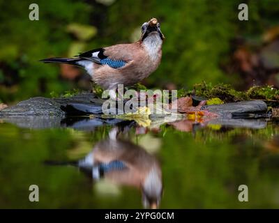 Aberystwyth, Ceredigion, pays de Galles, Royaume-Uni. 30 novembre 2024. Le temps est devenu froid et humide à nouveau encourageant la vie des oiseaux à venir aux mangeoires. J'ai caché quelques glands au bord d'une piscine en sautant un jay les trouverait et à ma grande joie, ils l'ont fait. Crédit : Phil Jones/Alamy Live News Banque D'Images