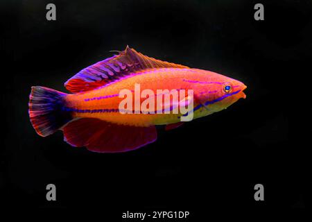 Wrrhilabrus sp. (Cirrrhilabrus, mâle adulte). Aquariumphoto. Banque D'Images