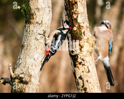 Un jay et un grand pic tacheté ensemble en automne dans le centre du pays de Galles Banque D'Images