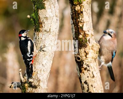 Un jay et un grand pic tacheté ensemble en automne dans le centre du pays de Galles Banque D'Images