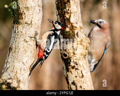 Un jay et un grand pic tacheté ensemble en automne dans le centre du pays de Galles Banque D'Images