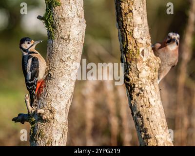Un jay et un grand pic tacheté ensemble en automne dans le centre du pays de Galles Banque D'Images