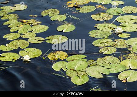 Fleur de nénuphar dans la rivière. Lys blancs avec des nénuphars verts sur la surface de l'eau sombre calme. Scène d'eau naturelle pour la conception et l'impression Banque D'Images