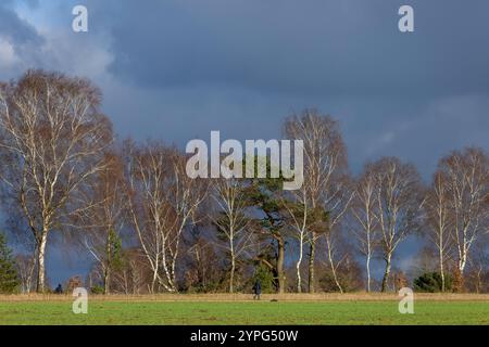 Europa Deutschland Niedersachsen Lüneburger Heide Niederhaverbeck Birken Allee Bäume : Spaziergänger am Tütsberg im Winter *** Europe Allemagne Bas-Sax Banque D'Images