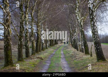 Europa Deutschland Niedersachsen Lüneburger Heide Niederhaverbeck Birken Allee Bäume : Spaziergänger laufen durch eine Birkenalle am Tütsberg im Winter Banque D'Images