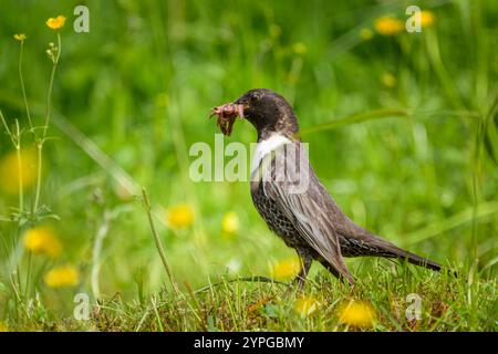 Un anneau Ouzel debout dans un pré, nourriture à la facture, journée ensoleillée en été dans les Alpes autrichiennes Banque D'Images