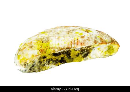 vieux pain rassis avec de la moisissure sur un fond transparent. png Banque D'Images