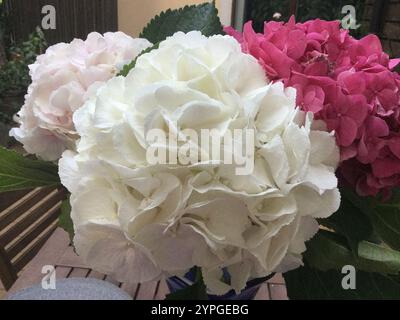 Une vue rapprochée des hortensias colorées avec des fleurs blanches, roses et rose pâle. Les fleurs prospèrent dans une végétation luxuriante par une journée ensoleillée, showcasi Banque D'Images