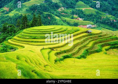 Terrasses luxuriantes de rizières avec fermier récoltant sur les hautes terres dans la campagne à Ha Giang, Hoang Su Phi, Vietnam Banque D'Images