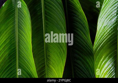 Un gros plan de trois grandes feuilles de banane vertes. Les feuilles sont très épaisses et semblent très saines. Les feuilles sont disposées de manière à créer une sensation de profondeur et de dimension Banque D'Images