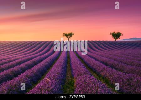 Champ de lavande fleuri et arbres au coucher du soleil sur le plateau de Valensole. Région Provence, France Banque D'Images