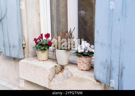 Charmant rebord de fenêtre avec fleurs en pot et volets bleus Banque D'Images