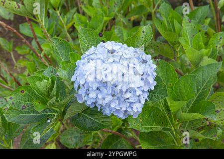 Gros plan d'une fleur d'hortensia macrophylla avec des pétales bleus éclatants contre une beauté délicate dans un cadre naturel. Banque D'Images