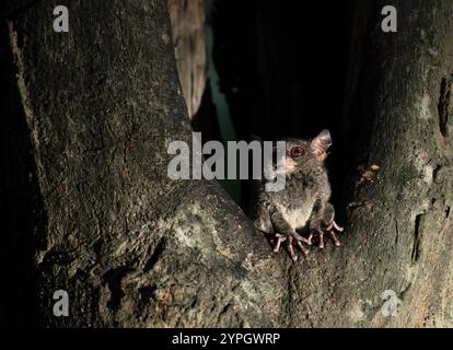 Tarsuis Tarsier spectral avec de grandes oreilles, Tarsuis Tarsier, au crépuscule dans un trou d'arbre dans le parc national de Tangkoko, Sulawesi du Nord, Indonésie Banque D'Images