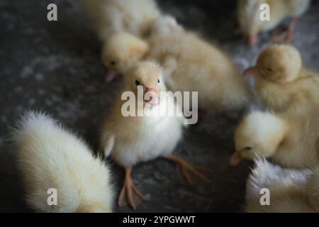 Mignons bébés canards sur un sol en béton à élever à Ninh Binh, Vietnam Banque D'Images