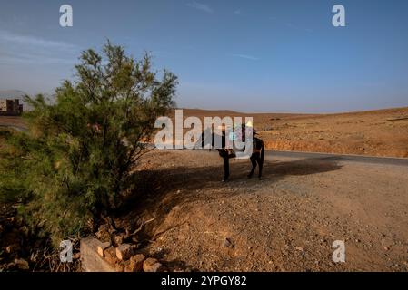 Mule chargé de provisions prêtes pour l'expédition de trekking Atlas près de Jebel Saghro au Maroc Banque D'Images