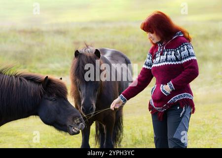 Femme chatouillant cheval. Location de chevaux Tvistur, Dalvik, Islande Banque D'Images