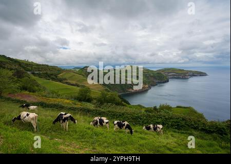 Açores paysage typique avec des prairies verdoyantes et des vaches. Pâturage sur la côte de l'océan Atlantique. Île Sao Miguel, tourisme de nature et destinat de vacances Banque D'Images
