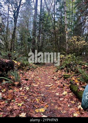 Une belle vue panoramique depuis un sentier de randonnée avec des feuilles d'automne colorées un jour d'automne pluvieux à Seattle, Washington, Pacifique Nord-Ouest, États-Unis Banque D'Images