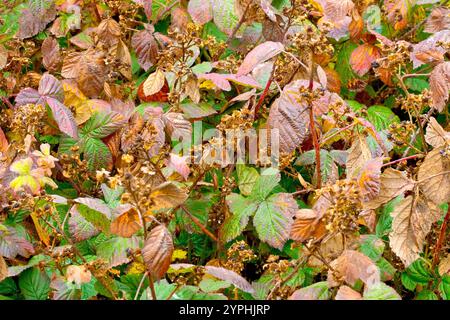 Bramble ou mûre (rubus fruticosus), gros plan de l'arbuste commun qui meurt à l'automne, les feuilles changent de couleur et le fruit est parti. Banque D'Images