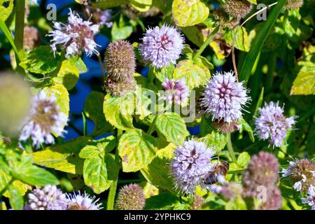 Menthe d'eau (mentha aquatica), gros plan montrant plusieurs des petites fleurs roses de la plante commune poussant par l'eau. Banque D'Images