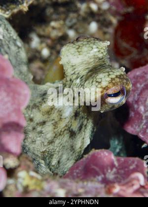 Poulpe vert, poulpe commun (Octopus vulgaris) juvénile, caché parmi les algues rouges roses dans la mer Méditerranée près de Hyères. Site de plongée les grottes, G Banque D'Images