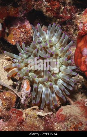 Anémone de mer aux pointes violettes et tentacules verts, roche rocheuse (Cribrinopsis crassa), sur le récif en Méditerranée près de Hyères. Site de plongée L'anse aux Banque D'Images