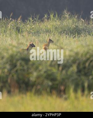 Cerf rotin (Capreolus capreolus), biche et deux faons debout dans un pré et regardant attentivement, basse-Saxe, Allemagne, Europe Banque D'Images