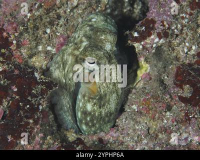 Poulpe juvénile, poulpe commune (Octopus vulgaris), se cachant dans un rocher sous l'eau dans la mer Méditerranée près de Hyères. Site de plongée les grottes, Gien Banque D'Images