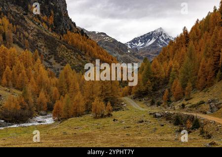 Sentier de randonnée le long d'un torrent, Susasca, torrent en dessous du col de Flueela, Val Susaca, S-chanf, Engadin, Grisons, Suisse, Europe Banque D'Images