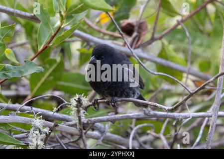 Petit pinson terrestre (Geospiza fuliginosa) - mâle - le plus commun et le plus répandu des pinsons de Darwin aux Galapagos Banque D'Images