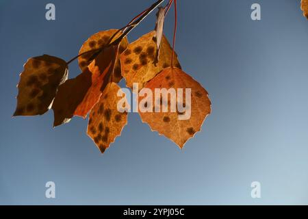 Feuilles d'automne avec des taches sombres contre le ciel au coucher du soleil dans Etna Park, Sicile, Italie Banque D'Images
