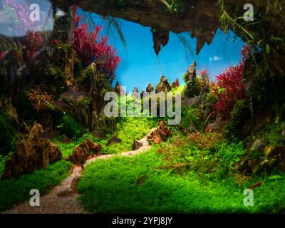 Bel aquarium tropical d'eau douce planté avec des poissons. Banque D'Images