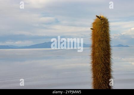 Vue de cactus géants sur l'Isla Incahuasi rocheuse avec la vaste étendue blanche des Salt Flats d'Uyuni en arrière-plan, Bolivie. Banque D'Images