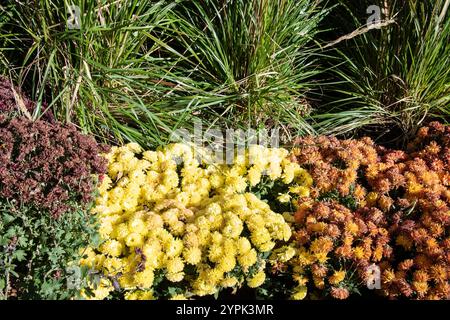 Coussin orange et jaune fleurs de chrysanthème dans un jardin sur le boulevard Bremner au centre-ville de Toronto, Ontario, Canada Banque D'Images