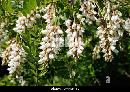 Fleurs d'acacia blanches suspendues en grappes sur une branche d'arbre avec un fond de feuille verte. Scènes florales naturelles pour le design et l'impression Banque D'Images