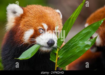 Le Petit Panda, Ailurus fulgens, ou «lumineux cat', est un petit mammifère arboricole et la seule espèce du genre Ailurus. La Chine. Banque D'Images